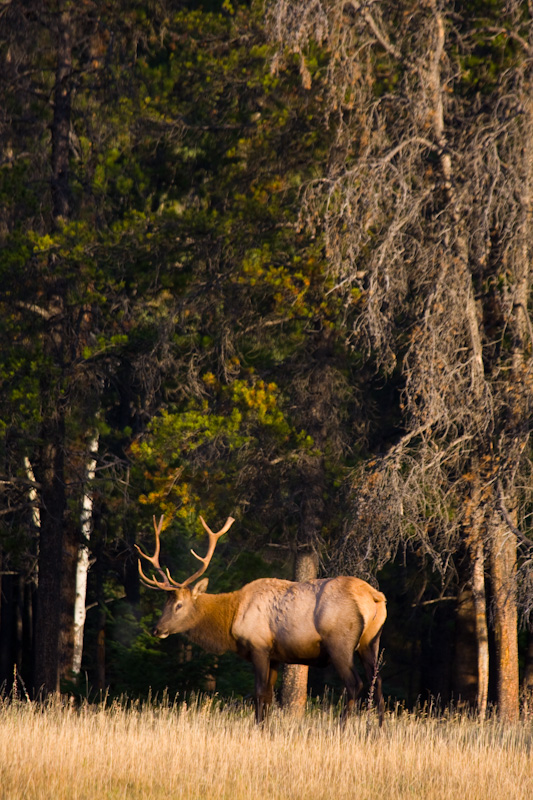 Elk